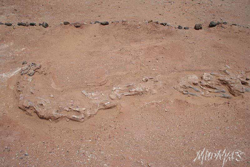 Mud Maps Africa Agadez dinosaur bones 3376